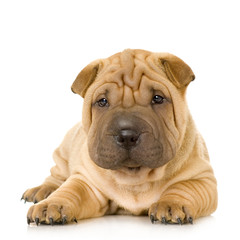 Sharpei in front of a white background