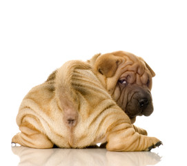 Sharpei in front of a white background