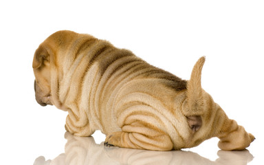 Sharpei in front of a white background