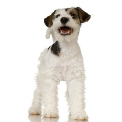 Fox terrier in front of white background