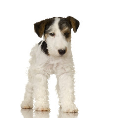 Fox terrier in front of white background