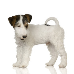 Fox terrier in front of white background