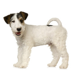 Fox terrier in front of white background