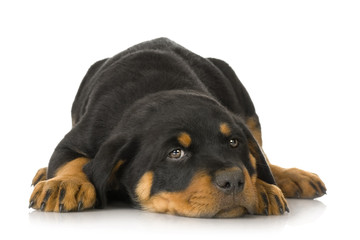 Rottweiler in front of a white background