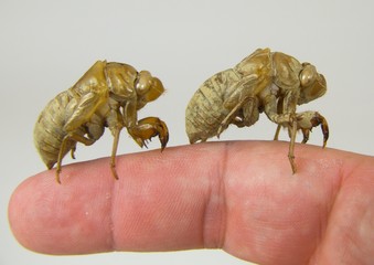 Locust on Finger