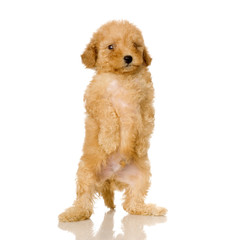 Poodle standing in front of white background