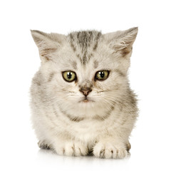 Abyssinian in front of a white background