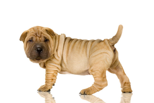 Sharpei in front of a white background