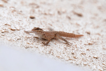 Lizard