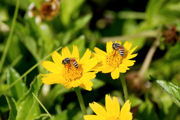 Bees