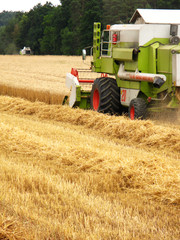 Fototapeta premium Mähdrescher erntet ein Getreidefeld neben Wald