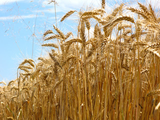 schönes sommerliches Getreidefeld bereit für die Ernte