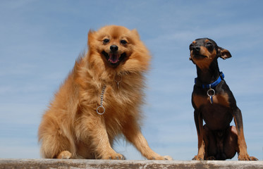 deux chiens assis