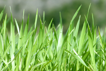 Closeup on green grass as background or texture.