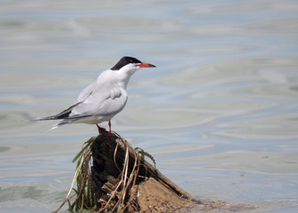 seagull 2