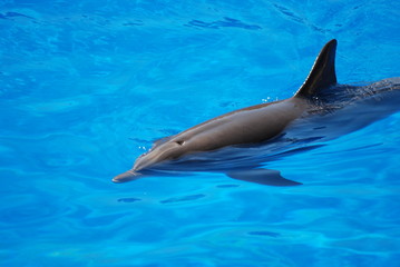 Obraz premium dauphin