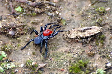 l'araignée © Gilles Paire