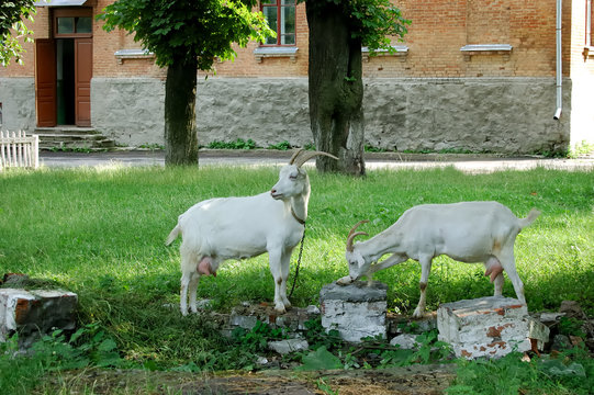 goats pasture in small town