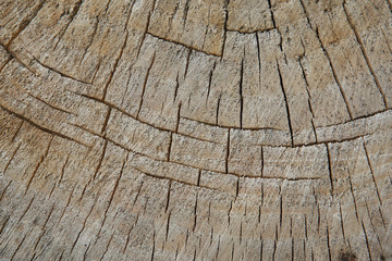 close up wooden cut texture