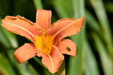 Ornage Lily with Fly