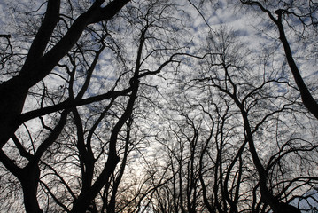 Obraz premium Silhouette Trees with the clouds in the sky