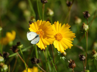 Cabbage white butterfly  on yellow flower