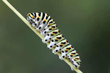 Raupe des Schwalbenschwanz