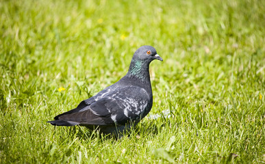 The pigeon in a grass in a sunny day
