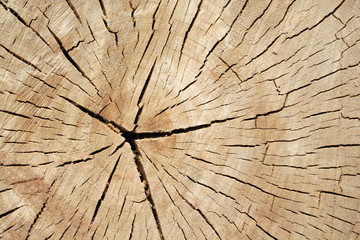 od sawed tree