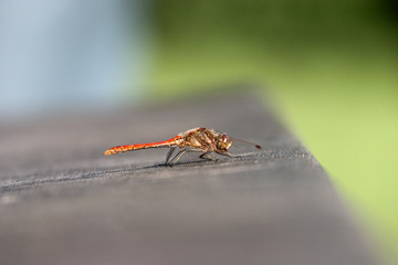 Libelle auf Bank