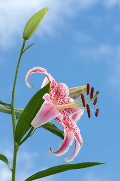 Lilies are loved due to their large fragrant often frilly blooms