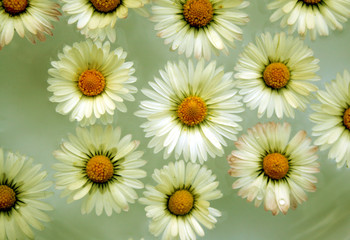 kleine gänseblümchen © emmi