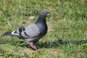 Pigeon