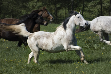 Obraz na płótnie Canvas Highspeed koń