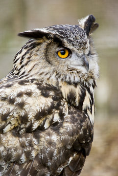 European Eagle Owl (Bubo Bubo Bubo) looking at viewer 