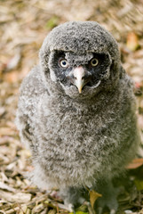 Great Grey Owl chick (Strix nebulosa lapponica)