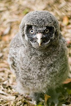 Great Grey Owl chick (Strix nebulosa lapponica)
