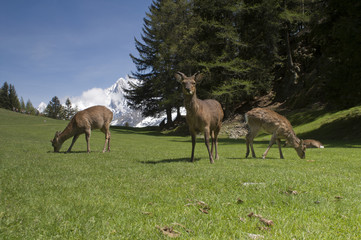 Naklejka na ściany i meble Deer in front of Mont Blanc range - landscape orientation