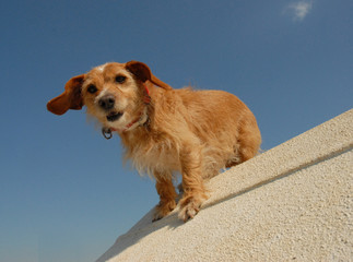 basset fauve de bretagne