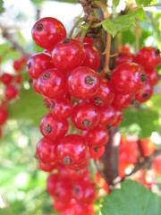 Berry red currant