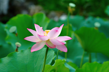 Fototapeta premium Single lotus flower among the pads (lotus leave)