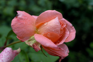 rose du jardin