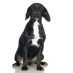 black dog in front of white background