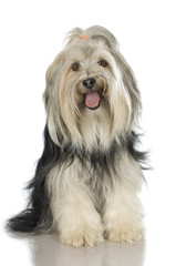 Yorkshire Terrier in front of a white background