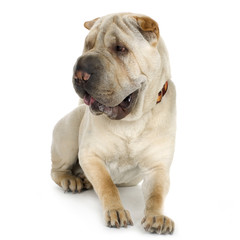 puppy Sharpei in front of a white background
