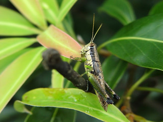Locust 