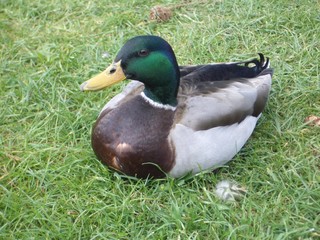 Malard/Male duck