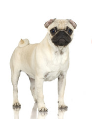 Obraz premium Pug standing up in front of white background.