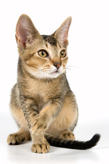 Fototapeta premium Kitten in studio 