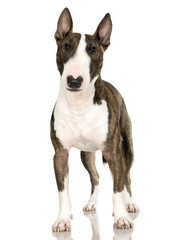 Bull Terrier in front of a white background